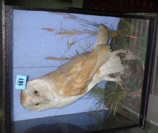 Taxidermy; an owl, a badger and a finch.