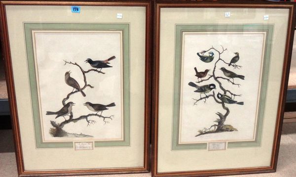 After William Hayes, Wrens; Redstarts, a pair of engravings with hand colouring.(2)