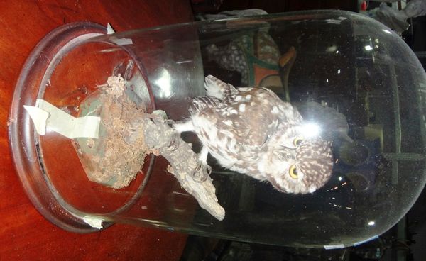 Taxidermy; a 'little owl' under a glass dome.