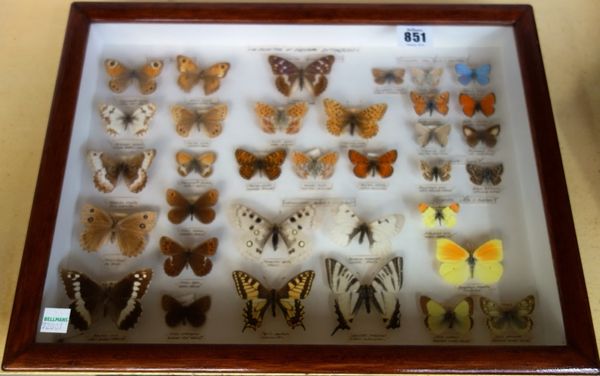 A collection of European butterflies and British moths, mounted in three glazed cabinets.