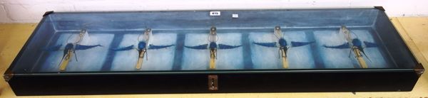 A modern art knife/bird installation housed in a glazed case, signed 'J. Edden', 107cm wide.