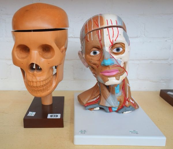 A beech model of an articulated human skull and two similar of a foot and a hand, together with a composite anatomical model of a head, a modern lay f