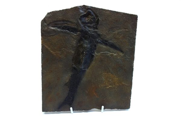 A replica Pterichthyodes milleri fossil fish plaque from the Scottish old red sandstone beds.