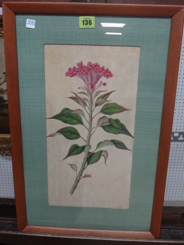 Anglo Chinese School (19th century), Flower, watercolour.