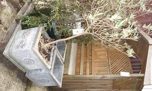 A group of three 20th century square stone planters, one with olive tree. (3)