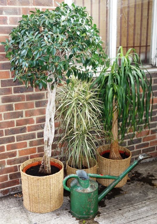 A group of three large plants together with a green watering can. (4)