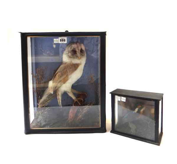 Taxidermy; a stuffed barn owl, early 20th century, mounted against a naturalistic backdrop in an ebonised glazed rectangular case, 41cm high, and a ki