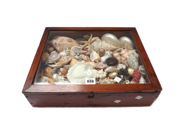 A large quantity of sea shells, and a small pine top display case. (qty)