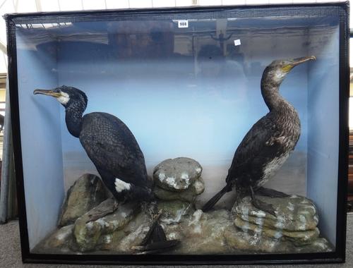 Taxidermy; a male and a female cormorant set against a rocky backdrop, in a glazed case, 112cm wide.