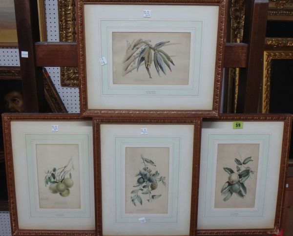 After J B Kidd, a group of four botanical lithographs with hand colouring.(4)