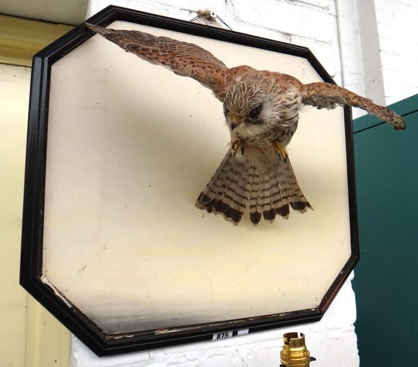 Taxidermy; a stuffed kestrel, early 20th century, probably Rowland Ward, mounted against an ebonised canted rectangular frame, 55cm wide.