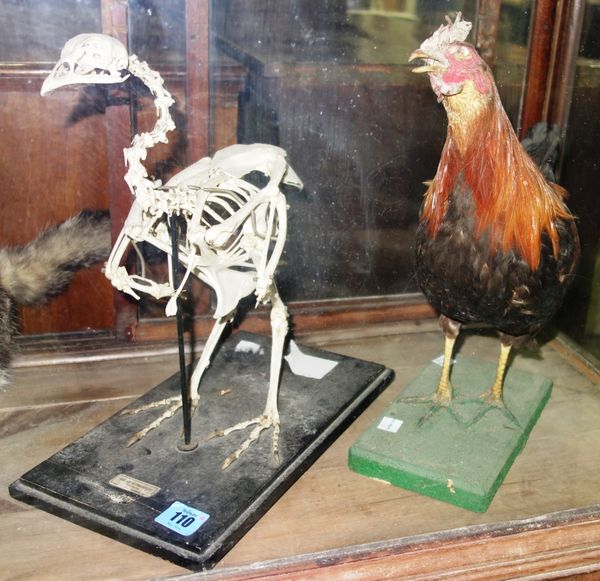 Taxidermy; a mounted cockerel, together with a less well fed cockerel. (2)