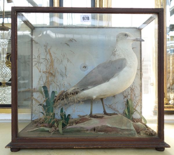 Taxidermy; a stuffed and mounted seagull, late 19th/early 20th century, with paper label to rear, cased, together with a barn owl and a squirrel, each