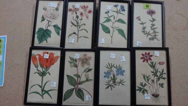 W. Curtis (Publisher), A set of eight botanical engravings with hand colouring, each 20cm x 11cm.(8)  L2