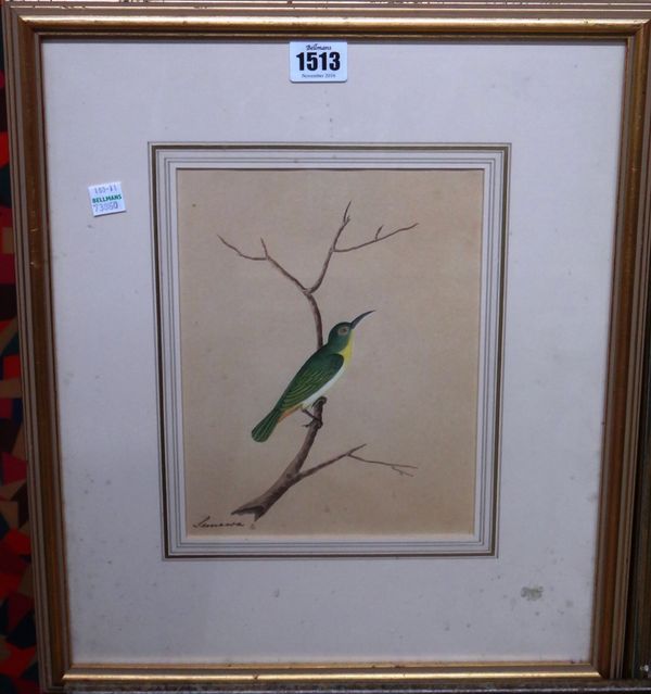 Circle of William Hayes, Yellow browed Bulbul, watercolour  on silk, 22cm x 17cm.; together with a watercolour of a Hummingbird of Peru by another han