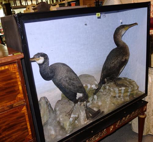 Taxidermy; a male and a female cormorant set against a rocky backdrop, in a glazed case, 112cm wide. DIS
