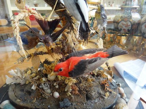 Taxidermy; a 19th century ornithological group of wild birds, the nine specimens mounted as one atop a naturalistic branch backdrop and housed under a