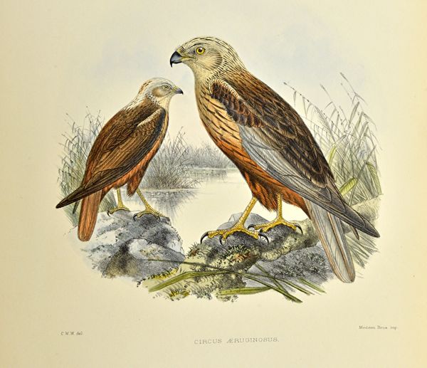 WYATT (C.W.)  British Birds: being coloured illustrations of all the species of passerine birds resident in the British Isles, with notes in reference