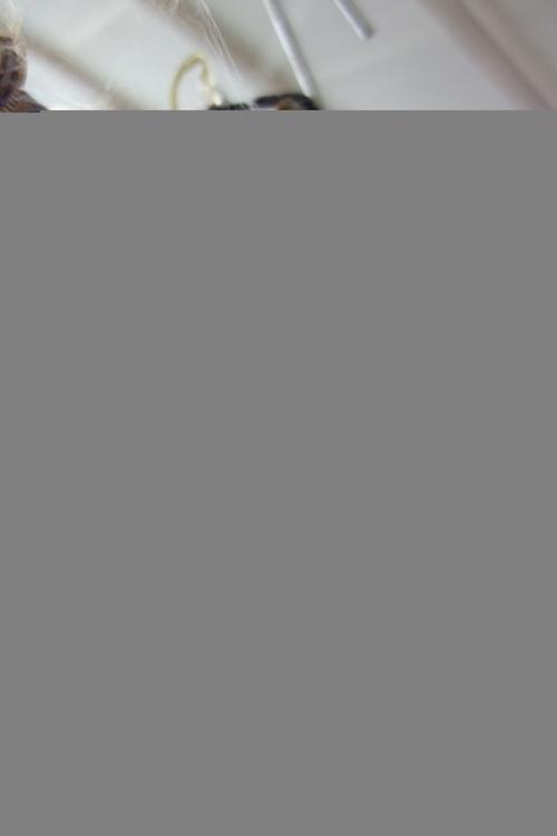 Helena J. Maguire (fl.1880-1904), Brown puppy with a basket of flowers, watercolour, signed with initials, 10cm x 11.5cm.