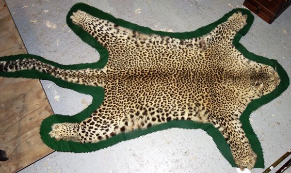 Taxidermy, an early 20th century Ocelot skin.   DIS