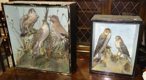 Taxidermy; cased birds including Kestrel, Sparrow Hawk, Jay and a Red Headed Merlin. A6