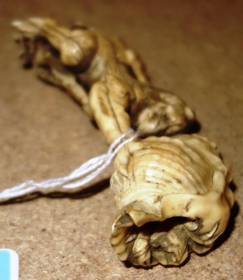 A Japanese ivory okimono of a mythical creature, Meiji period, seated holding aloft a large conch shell from which appears a hermit crab, another crab