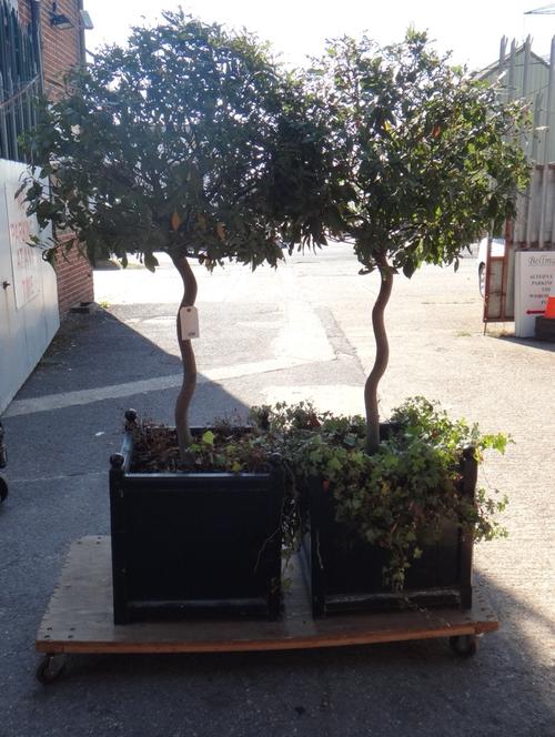 A pair of black painted Versailles style wooden square planters, each planted with a topiary ball cut bay tree. (2)