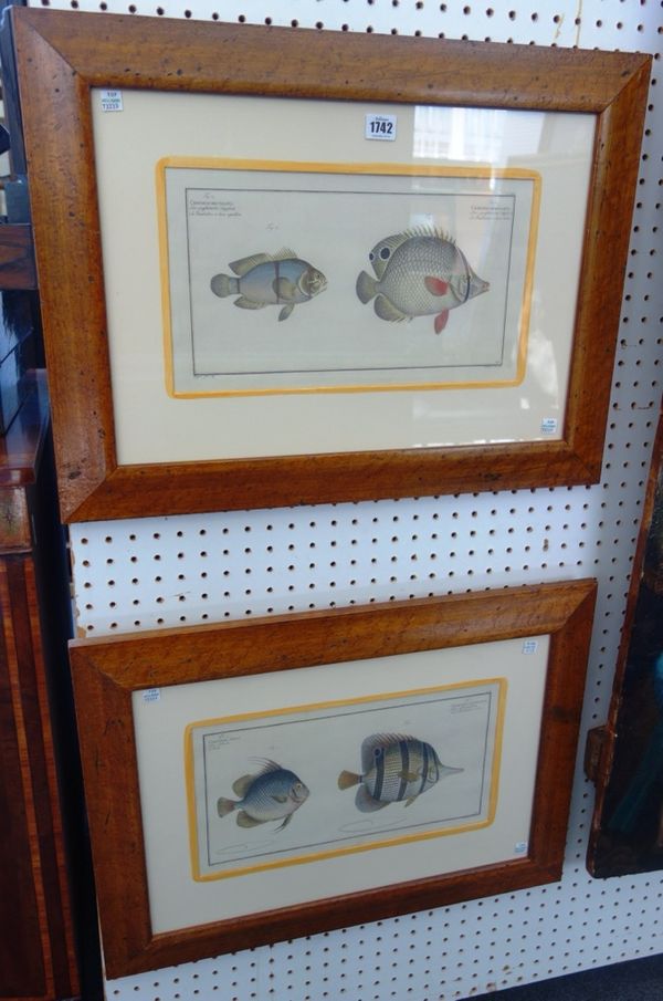 After Kruger, Studies of fish, a set of four modern reproduction prints.(4)