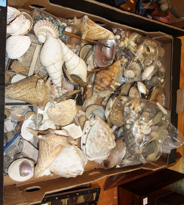 A large quantity of assorted sea shells, (qty).