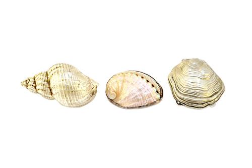 A collection of jewellery and vertu, designed as seashells, comprising; two pairs of earrings, five brooches, eight pendants and charms and six boxes