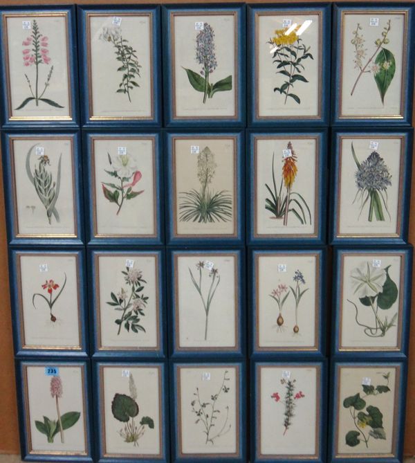 After S. Edwards, a set of ten botanical engravings with hand colouring, each 20cm x 11.5cm.(20)
