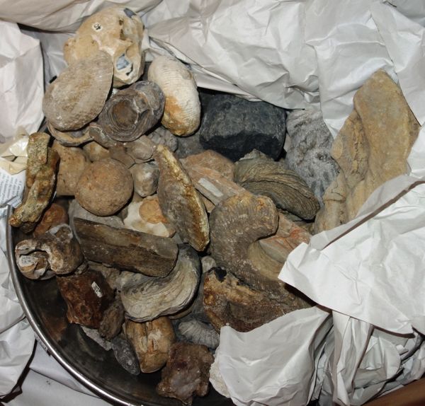 A large quantity of geological specimens and fossils. (qty)