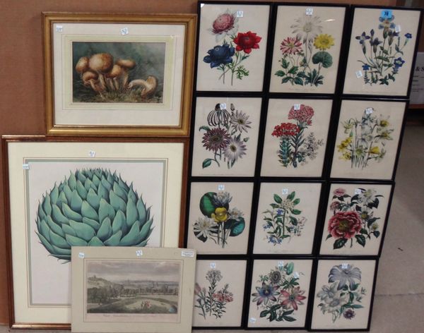 A set of twelve hand coloured lithographs of botanical subjects, together with a watercolour of fungi and an engraving of London from Greenwich, (14).