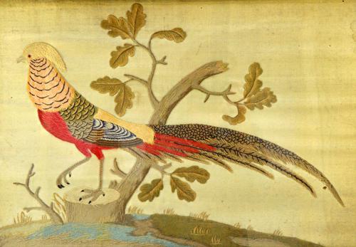 A Victorian needlework embroidery depicting a Golden Pheasant against a cream ground, framed and glazed, 61cm x 41cm. Illustrated