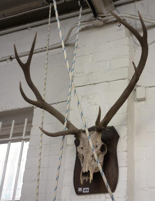 Three taxidermy stag antlers and skulls, each on an oak shield mount, approximately 90cm high, (3).