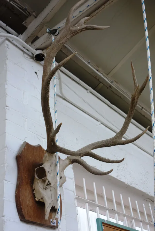 Three taxidermy stag antlers and skulls, each on an oak shield mount, approximately 90cm high, (3).