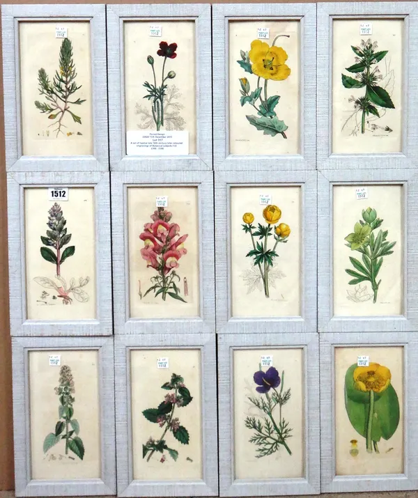 James Sowerby, a set of twelve, later coloured engravings (restrikes) of botanical subjects, each 17cm x 19cm (12)
