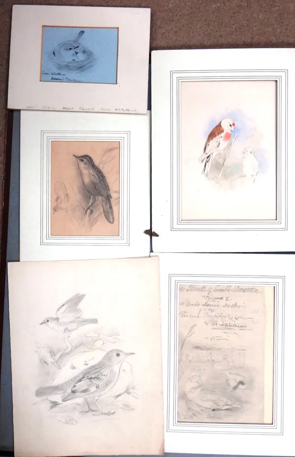 Hendrik Gronvold (1858-1940), A folio of drawings and sketches, mostly of birds, all unframed, various sizes.(qty)