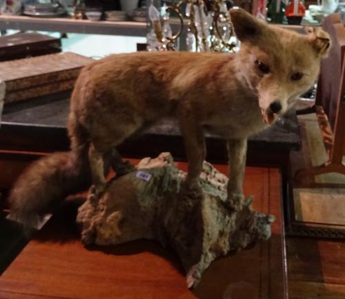 Taxidermy; a fox on a naturalistic base. (a.f).  K1