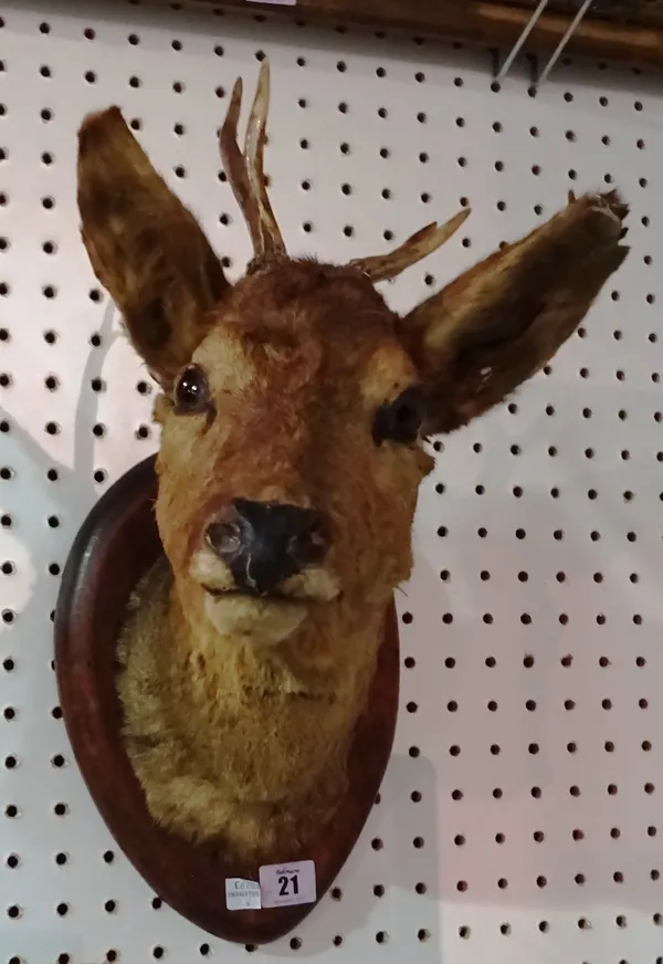 Taxidermy; a small deer head mounted on an oak board. CAB