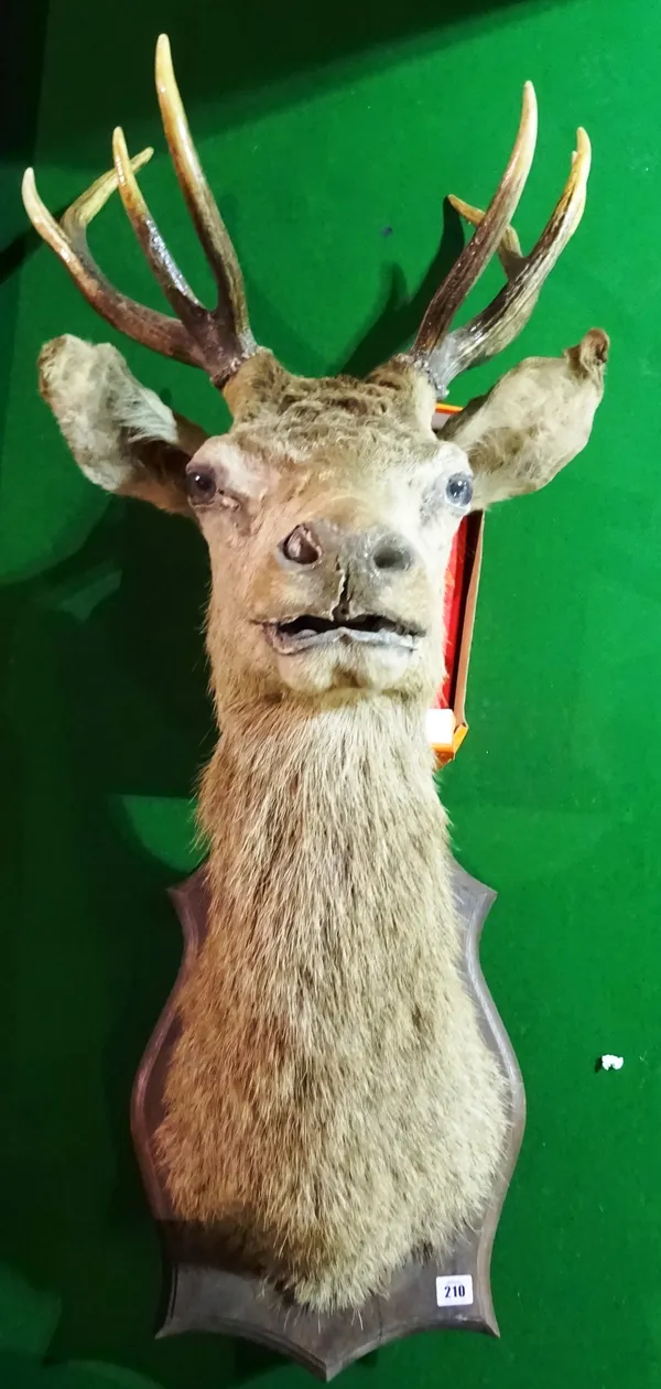 Taxidermy; a red deer head, mounted on an oak shield.  A9