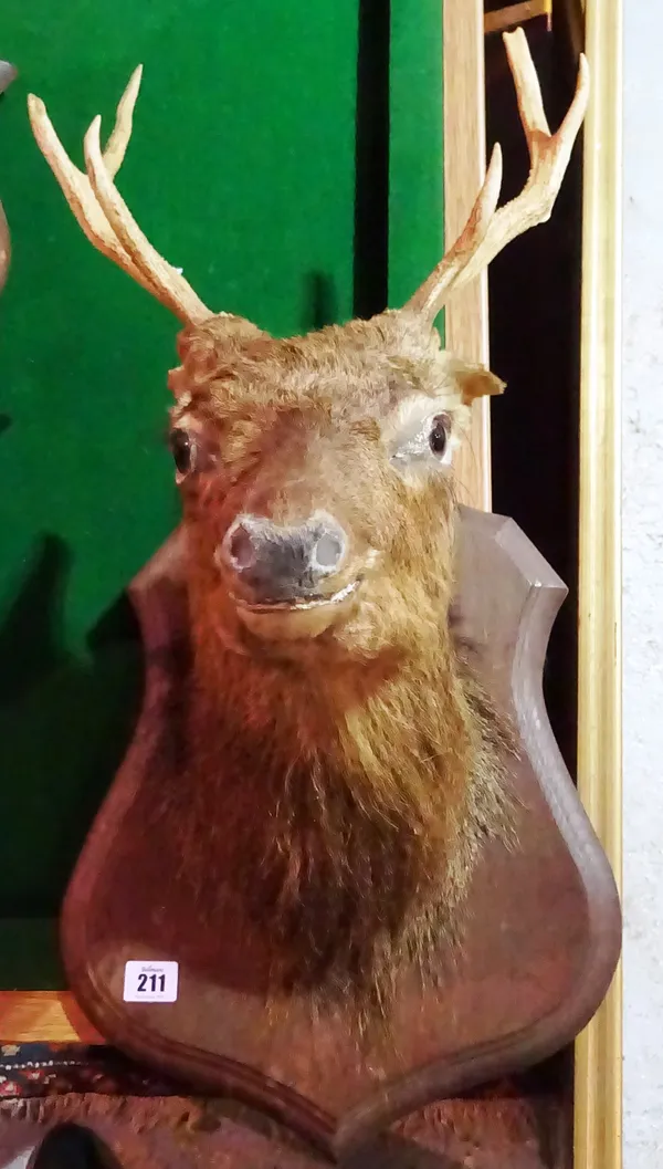 Taxidermy; a mounted Roe deer's head on an oak shield.  M5