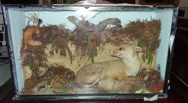 Taxidermy; a 19th century glazed cased fox with prey, being attacked by a stoat, 107cm wide. K8