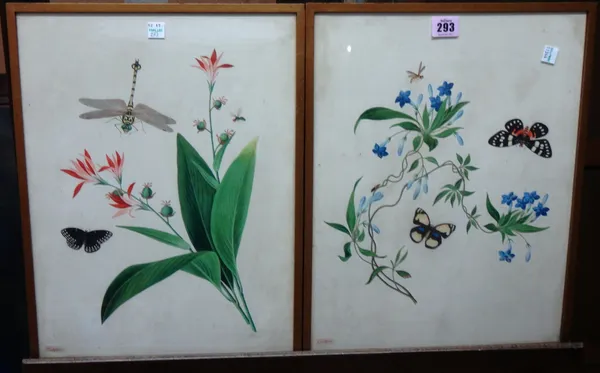 English Colonial School (19th century), Still life studies of flowers and insects, a pair, each 40cm x 30cm. (2)  F9