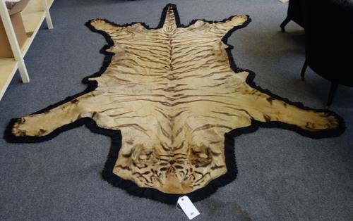 Taxidermy; Tiger (Panthera tigris), Van Ingen and Van Ingen, Mysore, No 260002, early 20th century, male, flat skin, backed onto black felt with serra
