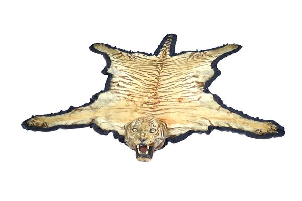Taxidermy; Tiger (Panthera tigris), Van Ingen and Van Ingen, Mysore, early 20th century, full skull mount, backed onto felt with serrated edge and on