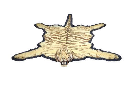 Taxidermy; Tiger (Panthera tigris), Van Ingen and Van Ingen, Mysore, early 20th century, full skull mount, backed onto felt with serrated edge and on