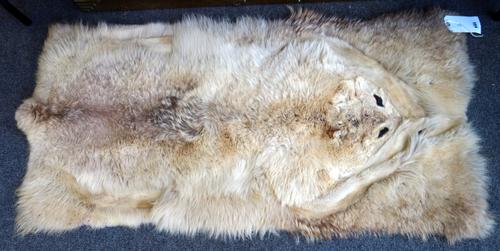 Taxidermy; Arctic Fox (Vulpes Lagopus), early 20th century, flat skin, un-mounted, 140cm x 65cm.