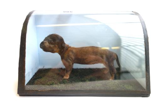 Taxidermy; a stuffed puppy, 20th century, mounted atop a naturalistic base in an ebonised, glazed case, 23.5cm wide.