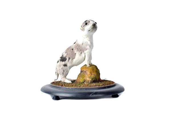 Taxidermy; a stuffed Puppy, 20th century, housed under a glass dome on an ebonised circular wooden base, 26cm high. Illustrated